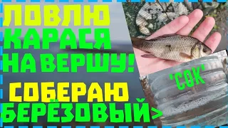 ЛОВЛЯ КАРАСЕЙ НА ВЕРШУ. СОБИРАЮ БЕРЁЗОВЫЙ СОК. ЗАРЫБЛЯЮ ПРУД