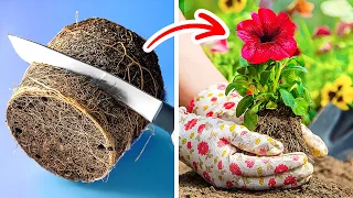 SMART HACKS TO EASILY GROW YOUR OWN PLANTS