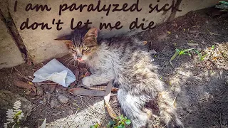 Rescue sick and a paralyzed cat he nearly died from thirst and hunger (before and after)