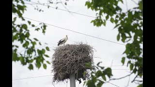 У Верхній Мануйлівці пошановано пам'ять видатного українського письменника Григора Тютюнника