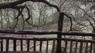 Snow on our last day in the Treehouse