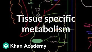 Tissue specific metabolism and the metabolic states | Chemical Processes | MCAT | Khan Academy