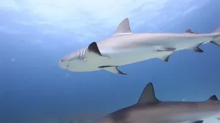 Epic Shark Dive in the Bahamas with Stuart Cove's