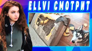 ELLVI смотрит СОБАКИ просто НАКОСЯЧИЛИ или ТОП ПРОВИНИВШИХСЯ СОБАК Смешные Собаки 2018 || Элви