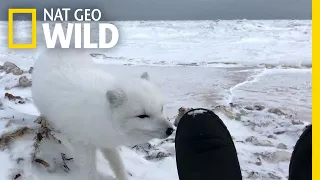 Come Face-to-Face With an Adorable Arctic Fox | Nat Geo Wild
