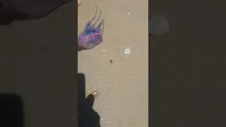 Agua viva, Caravela do mar, ou Caravela portuguesa? Um animal marinho muito perigoso!!! 😳