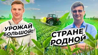 Как вырастить большой урожай? Обзор сортов сои от Русской Генетики. Часть 2.