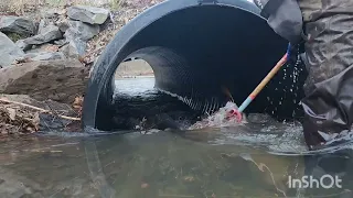 Highway 31 Beavers have returned mega flooding