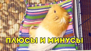 ПЛЮСЫ и МИНУСЫ содержания МОРСКИХ СВИНОК / SvinkiShow