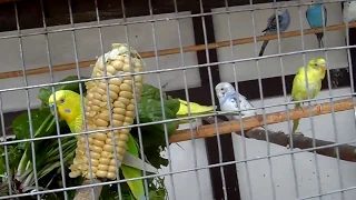 Натуральные витамины для попугаев.