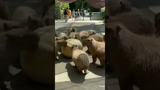 Capybara eats melon #capybara #cute #fyp