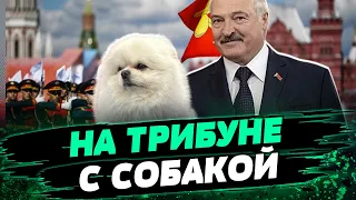 Отвлекающий манёвр! ЛУКАШЕНКО со шпицем УМКА! Как прошел парад в России — Франак Вячорка