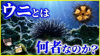 【ゆっくり解説】脳を持たずにどう動く…？「ウニ」とは何者なのか？を解説/超長寿の棘皮動物の秘密とは？増えすぎたウニは漁業資源にならない？