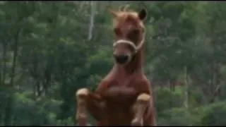 Horse vs Venomous Snake