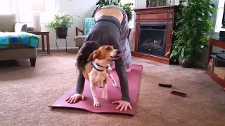 Cats and Dogs Interrupting Yoga