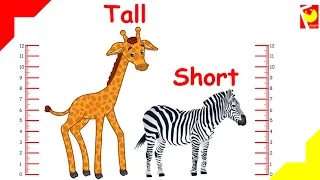 Tall Short |  Pre number skills | Comparison | Opposites | Concepts