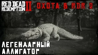 ЛЕГЕНДАРНЫЙ АЛЛИГАТОР - охота в RDR 2