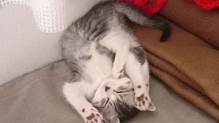 Cats Are Simply Funny, Clumsy And Cute! -  Funny Cat Compilation