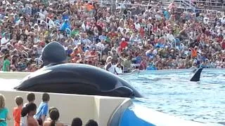 Касатки sea world