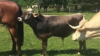 Best Funny Videos , Cow and Horse