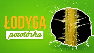 ŁODYGA - Powtórka z biologii