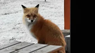 The wind through her fur