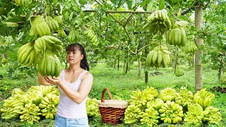 Harvesting Buddha's Hand Fruit Goes To Market Sell - Harvest salad greens | Phuong Daily Harvesting