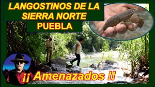 LANGOSTINOS EN RIOS DE LA SIERRA NORTE DE PUEBLA; ACAMAYAS, CHACALES Y BURRITOS