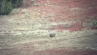 Mule Deer vs 7 SAUM