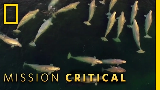 Listening to Boisterous Belugas | Mission Critical