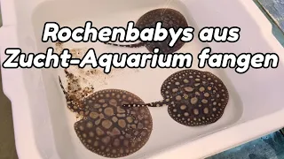 Rochenbabys aus dem Zucht-Aquarium fangen | Black Diamond hybriden