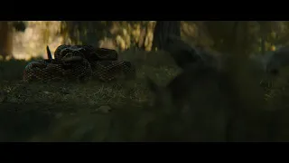 Predator vs Rattlesnake scene ~Prey movie (2022).