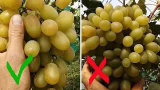 Прореживание ягод в гроздях Виноград Преображение
