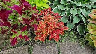 Сад колеусов (Coleus garden). Полуторачасовая дневная прогулка с комментариями! 31 августа 2023 г.