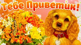 ☀ Весёлое Музыкальное Пожелание Для Тебя! Приветик!