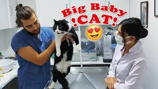 "Furious Cat" They Said! Look how he turns up! 😅 @Menalcicek  #TheVet