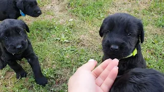 Щенки ризеншнауцера впервые на травке. Им месяц 9го мая.