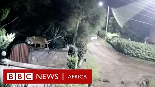 Lion caught on CCTV snatching a rottweiler - BBC Africa