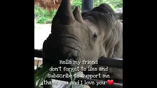 Like Nastya Feed the Animals at the Zoo | Like Nastya TV