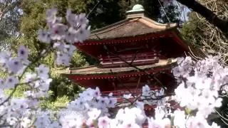 Zen Garden - Cherry Blossoms, Mindfulness, Relaxation & Meditation - 50 minutes