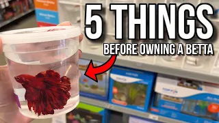 5 Things I Wish I Knew BEFORE Buying My First Betta Fish