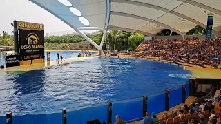 Orcas | Loro Parque | Santa Cruz de Tenerife