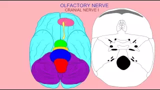 CRANIAL NERVE 1: OLFACTORY NERVE