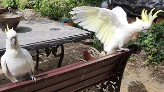 Cockatoos come for a visit! Apparently just to bite my fingers! - Casual Chaos and Cuteness #16