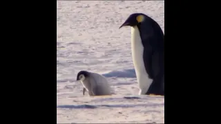 Funniest 🐧 Pinguin Opps 🤣 #trending #viral #ytshorts #shorts #pinguinlover #animalslover