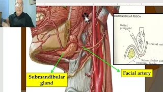 Anatomy of head and neck module in Arabic 74  (External carotid artery, part 2) , by Dr. Wahdan