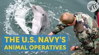 The U.S. Navy's Secret Sea Mammal Operatives