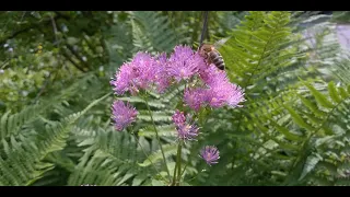 Ein Garten für Wildbienen