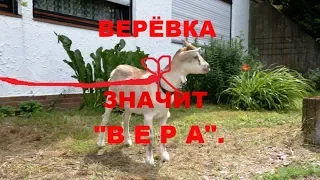 👨‍👩‍👦ВЕРЁВКА ЗНАЧИТ ВЕРА🐕👩‍👧‍👦