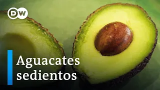 Los aguacates de Portugal: ¿Oro verde o riesgo para el medioambiente? | DW Documental